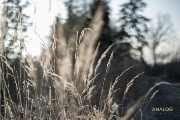Analog-05